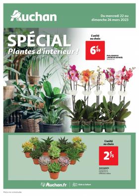 Auchan - Spécial plantes d'intérieur