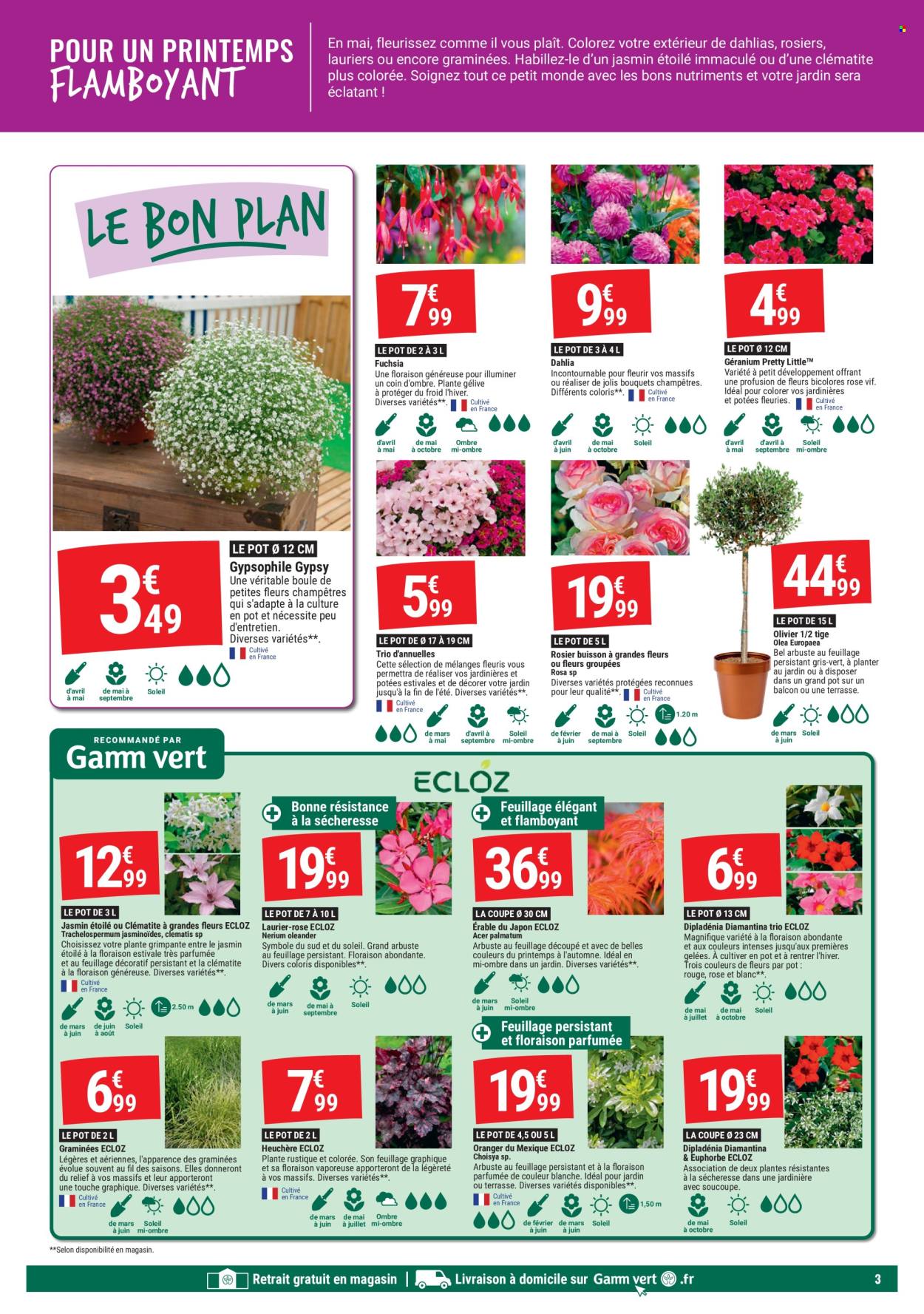thumbnail - Catalogue Gamm vert - 24/04/2024 - 12/05/2024 - Produits soldés - laurier rose, olivier, rosier, plante grimpante, dipladenia, jardinière. Page 3.