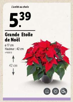 Grande Etoile de Noël