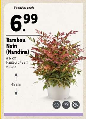 Bambou Nain (Nandina)