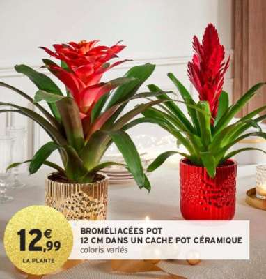 BROMÉLIACÉES POT 12 CM DANS UN CACHE POT CÉRAMIQUE