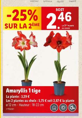 Amaryllis 1 tige