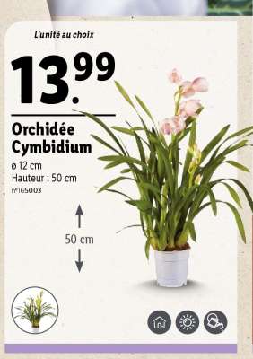 Orchidée Cymbidium