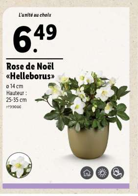 Rose de Noël «Helleborus»