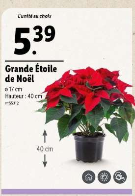 Grande Etoile de Noël