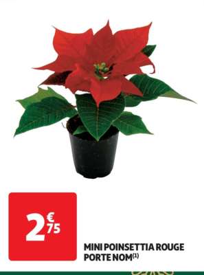 Mini Poinsettia Rouge Porte Nom - Offre disponible à partir du mercredi 18 décembre