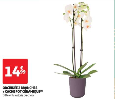 Orchidée 2 Branches + Cache Pot Céramique - Différents coloris au choix
Offre disponible à partir du mercredi 18 décembre