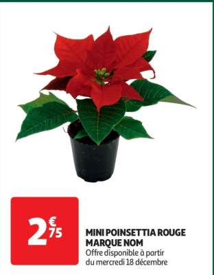 Mini Poinsettia Rouge Marque Nom - Offre disponible à partir du mercredi 18 décembre