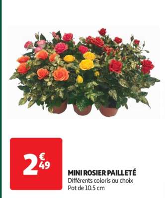 Mini Rosier Pailleté - Différents coloris au choix
Pot de 10.5 cm