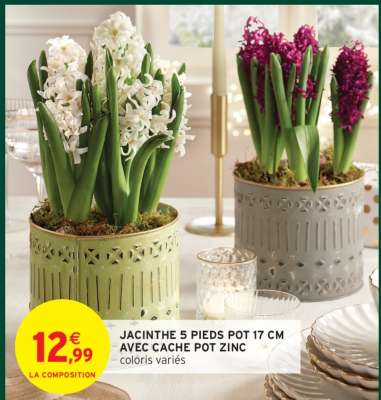 JACINTHE 5 PIEDS POT 17 CM  AVEC CACHE POT ZINC