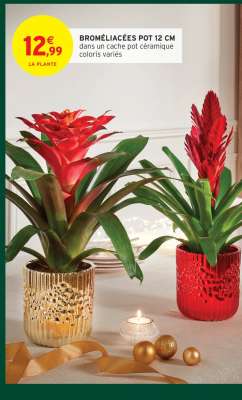 BROMÉLIACÉES POT 12 CM