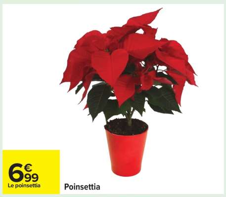 Poinsettia