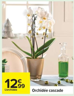 Orchidée cascade