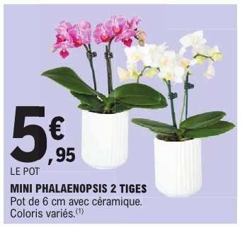 MINI PHALAENOPSIS 2 TIGES