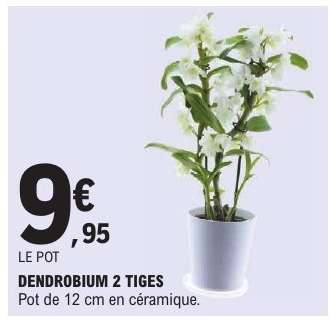 DENDROBIUM 2 TIGES