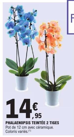 PHALAENOPSIS TEINTÉE 2 TIGES