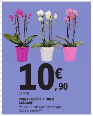 PHALAENOPSIS 2 TIGES CASCADE
