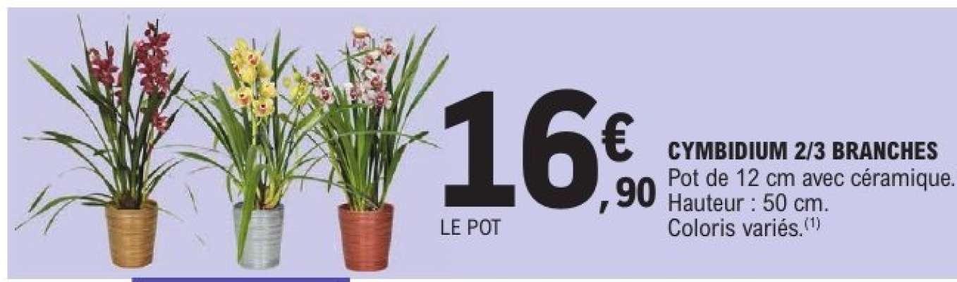 CYMBIDIUM 2/3 BRANCHES