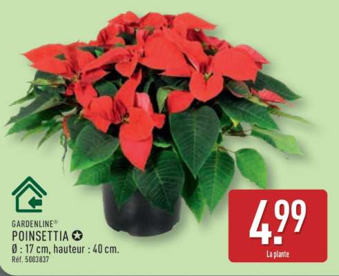 GARDENLINE POINSETTIA