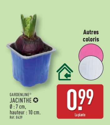 GARDENLINE® JACINTHE