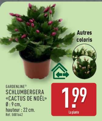 Schlumbergera "cactus de Noël"
