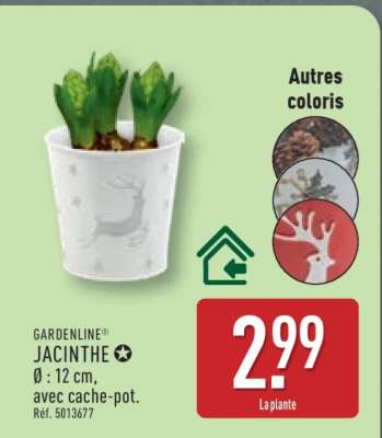 GARDENLINE JACINTHE