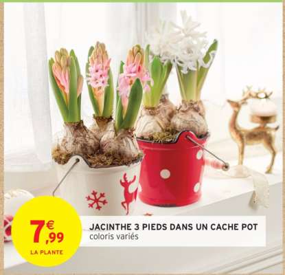 JACINTHE 3 PIEDS DANS UN CACHE POT