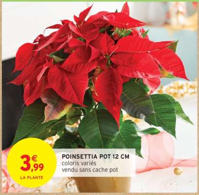 POINSETTIA POT 12 CM