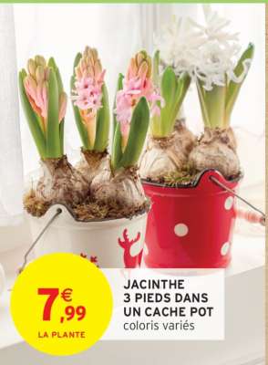 JACINTHE 3 PIEDS DANS UN CACHE POT