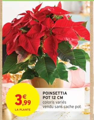 Poinsettia