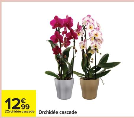 Orchidée cascade