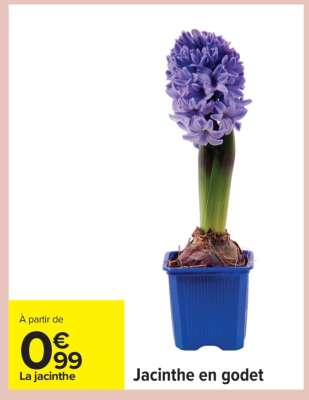 Jacinthe en godet