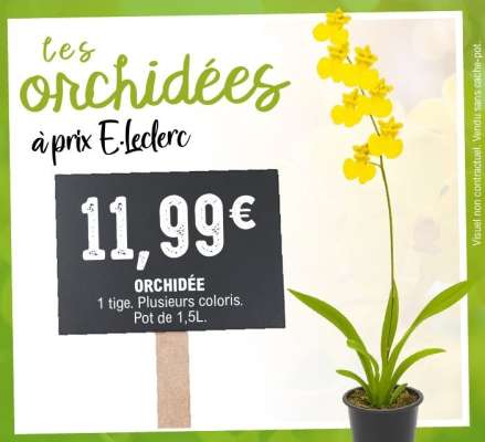 Orchidée