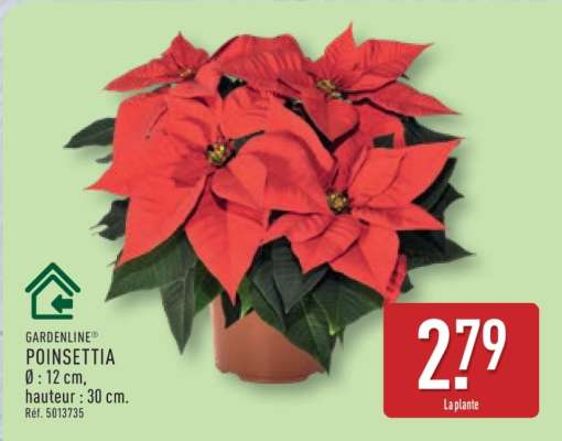 GARDENLINE® POINSETTIA