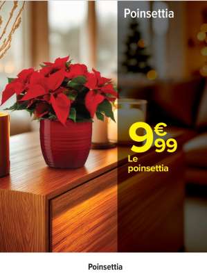 Poinsettia