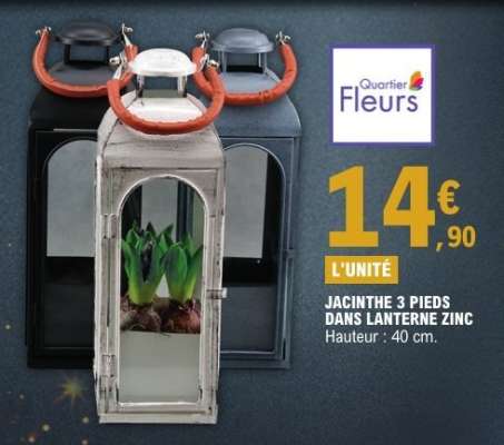 JACINTHE 3 PIEDS DANS LANTERNE ZINC