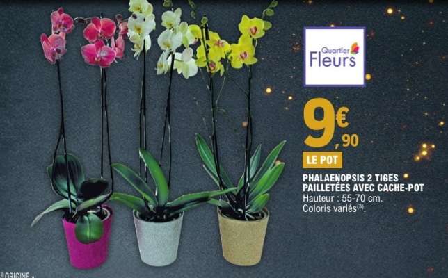 PHALAENOPSIS 2 TIGES