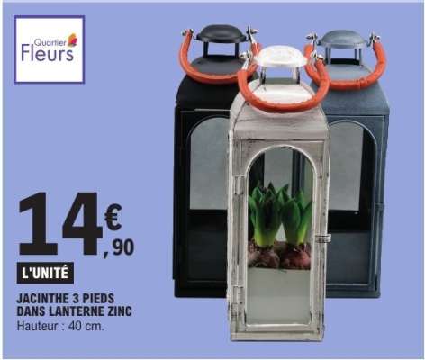 JACINTHE 3 PIEDS DANS LANTERNE ZINC