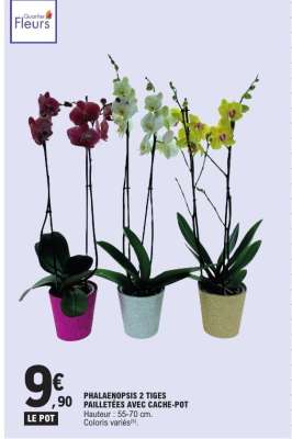 PHALAENOPSIS 2 TIGES PAILLETÉES AVEC CACHE-POT