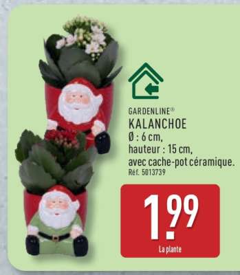Kalanchoé