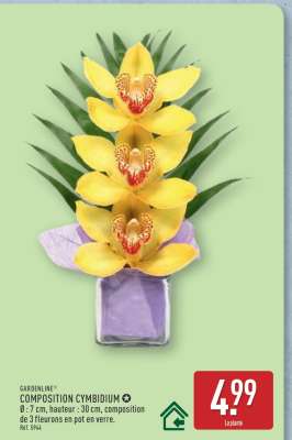 COMPOSITION CYMBIDIUM