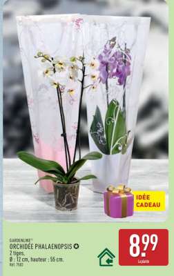 Orchidée Phalaenopsis