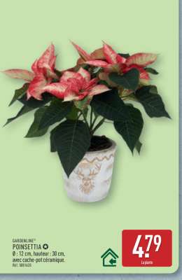 Poinsettia