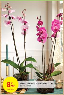 PHALAENOPSIS 2 TIGES POT 12 CM