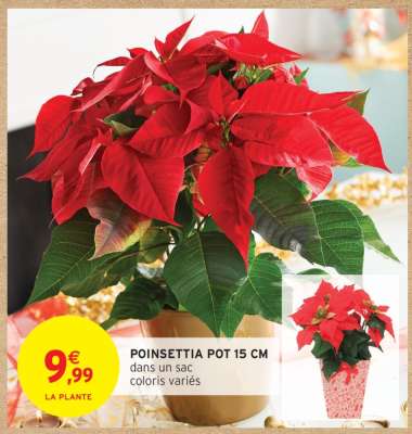 Poinsettia Pot 15 cm