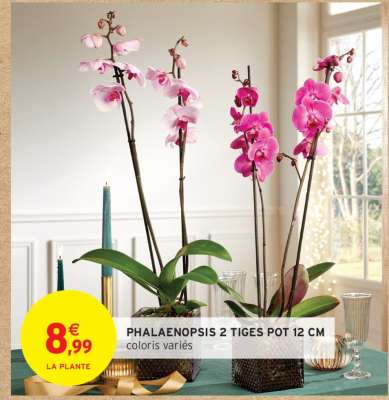 PHALAENOPSIS 2 TIGES POT 12 CM