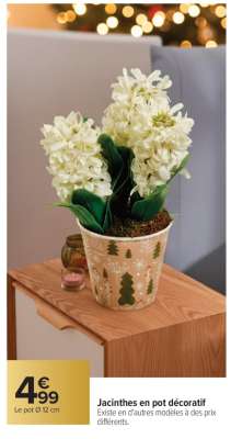 Jacinthes en pot décoratif