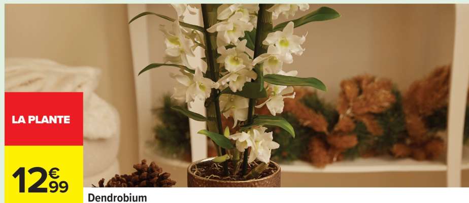 Dendrobium