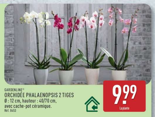 ORCHIDÉE PHALAENOPSIS 2 TIGES