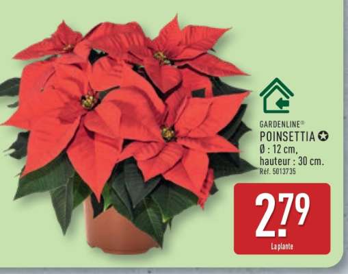 Poinsettia